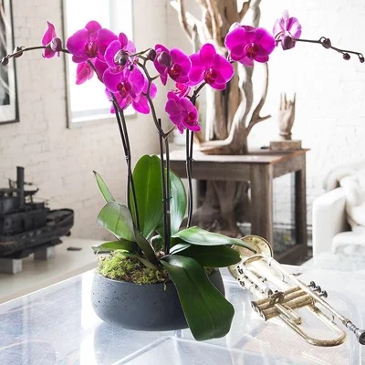 Best orchid plant delivery in NYC