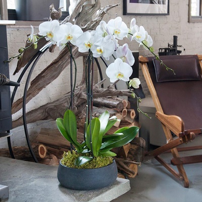 Best orchid plant delivery NYC