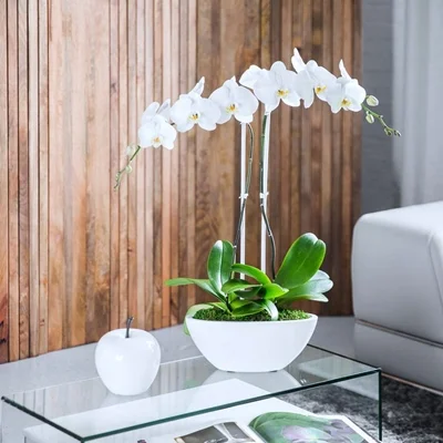 Orchid plant delivery in NYC